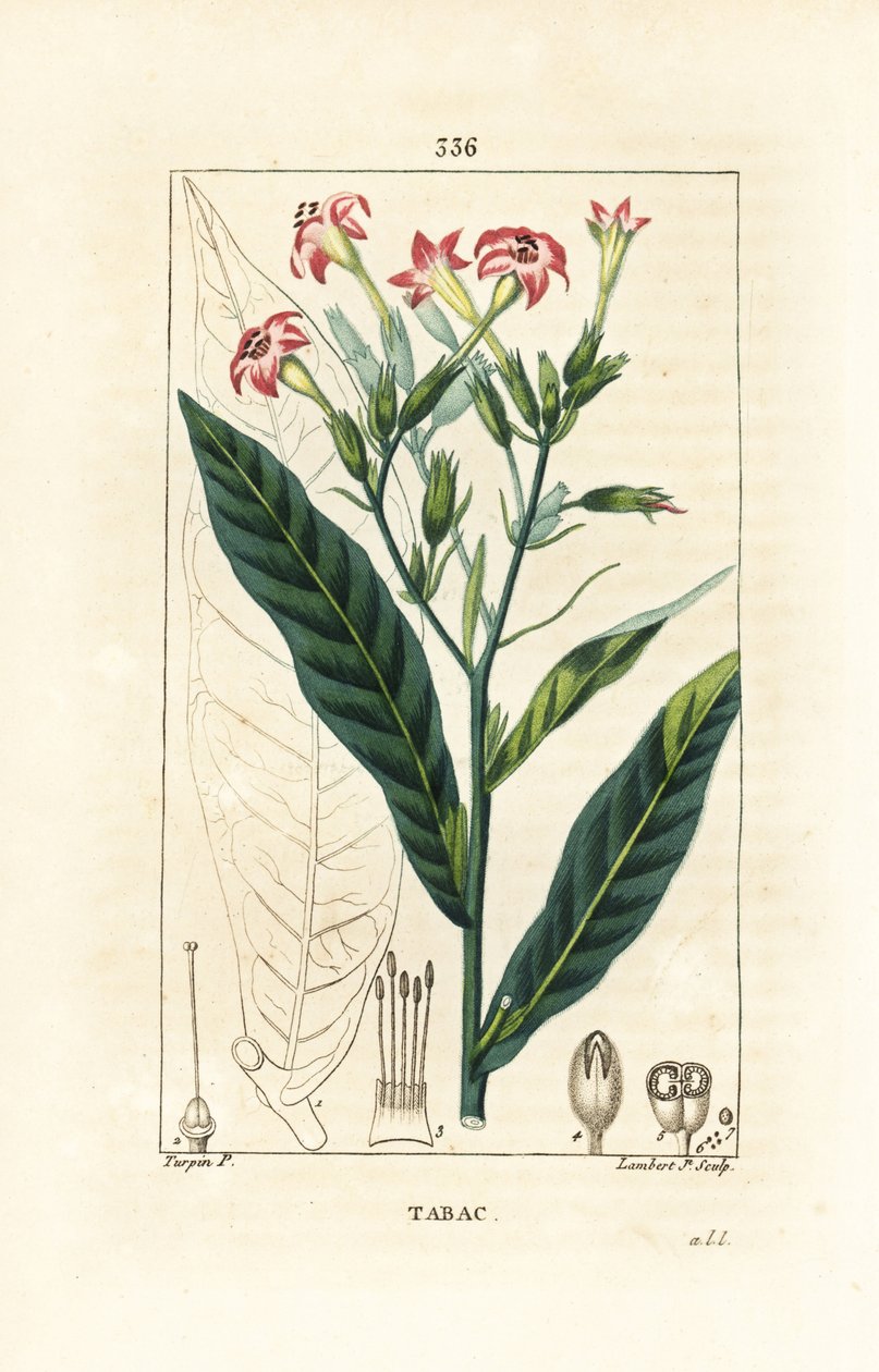 Tobakk - Tobakk, Nicotiana tabacum. Håndfarget kobberstikk av Lambert Junior fra en tegning av Pierre Jean-Francois Turpin fra Chaumeton, Poiret og Chamberets "" La Flore Medicale,"" Paris, Panckoucke av Pierre Jean Francois Turpin