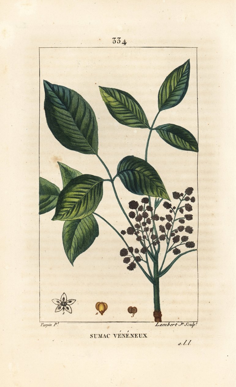 Giftig Liana - Gift eik, Toxicodendron pubescens. Håndfarget kobberstikk av Lambert Junior fra en tegning av Pierre Jean-Francois Turpin fra Chaumeton, Poiret og Chamberets "" La Flore Medicale,"" Paris, Panckoucke av Pierre Jean Francois Turpin