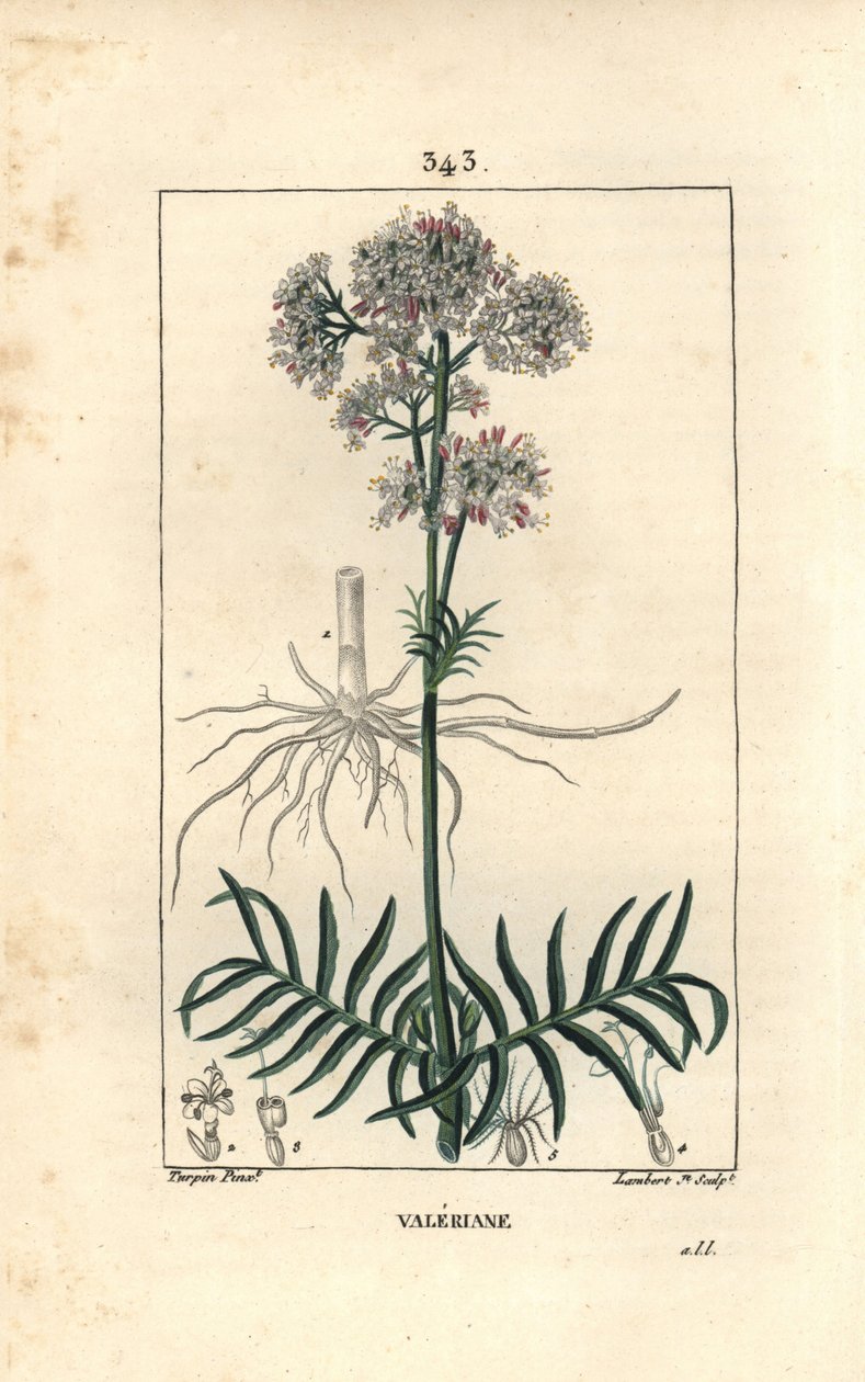 Valeriane of the hills eller Valeriane med små blader - Valerian, Valeriana officinalis, med blomst, blad, stilk og rot. Håndfarget stiplet kobberstikk av Lambert Junior etter en tegning av Pierre Jean-Francois Turpin fra Chaumeton, Poiret og av Pierre Jean Francois Turpin
