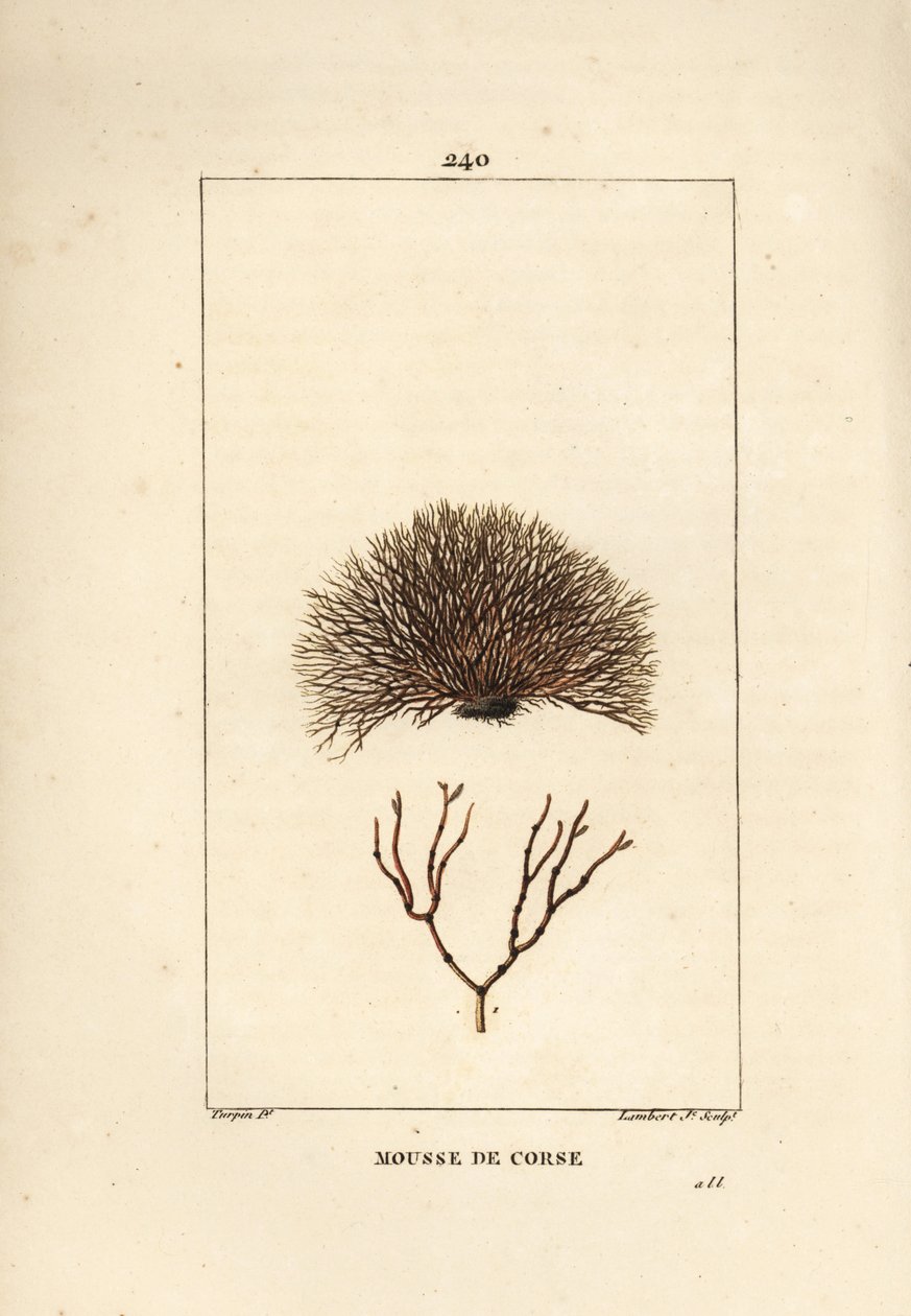 Variety of fucus - Sjøvrak, Fucus helminthocorton. Håndfarget kobberstikk av Lambert Junior fra en tegning av Pierre Jean-Francois Turpin fra Chaumeton, Poiret og Chamberets "" La Flore Medicale,"" Paris, Panckoucke av Pierre Jean Francois Turpin
