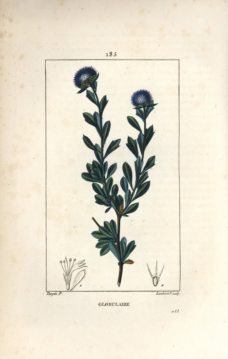 Variety of globular - Globularia med tre tannblader, Globularia fruticosa. Håndfarget kobberstikk av Lambert Junior fra en tegning av Pierre Jean-Francois Turpin fra Chaumeton, Poiret og Chamberets "" La Flore Medicale,"" Paris, Panc av Pierre Jean Francois Turpin