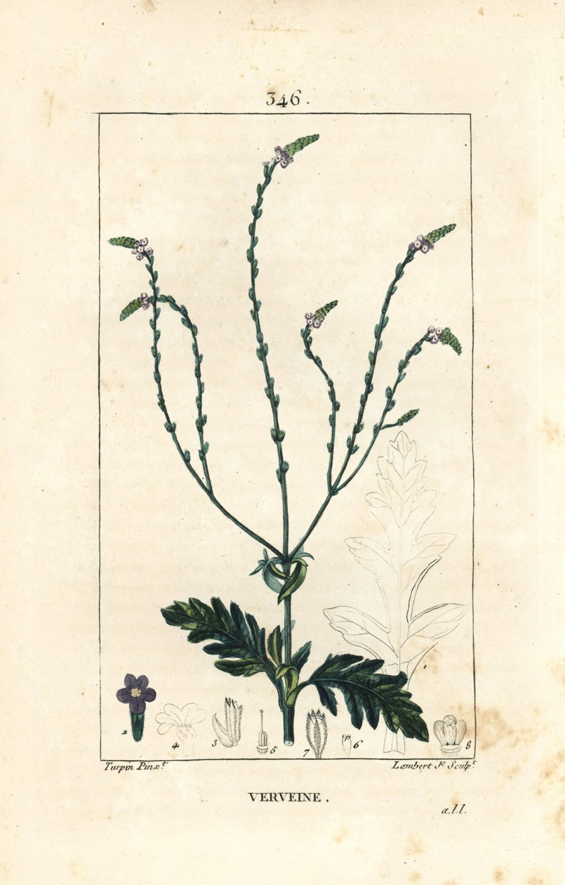 Verbena eller hellig urt, venus vene eller hekseurt - Vervain, Verbena officinalis. Håndfarget kobberstikk av Lambert Junior fra en tegning av Pierre Jean-Francois Turpin fra Chaumeton, Poiret og Chamberets "" La Flore Medicale,"" Par av Pierre Jean Francois Turpin