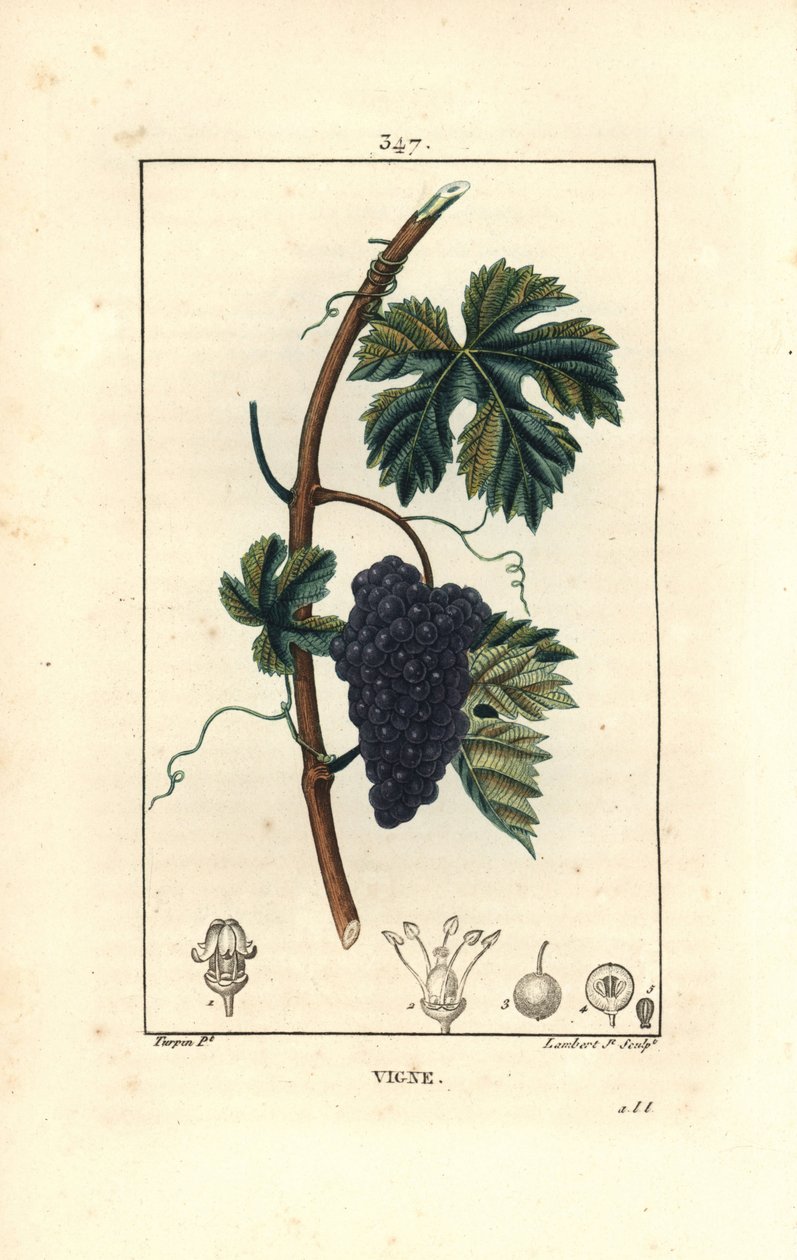 Vinranke - Drueranke, Vitis vinifera, med frukt, blad, ranke og stilk. Håndfarget kobberstikk av Lambert Junior fra en tegning av Pierre Jean-Francois Turpin fra Chaumeton, Poiret og Chamberets "" La Flore Medicale,"" Paris, Panckouc av Pierre Jean Francois Turpin