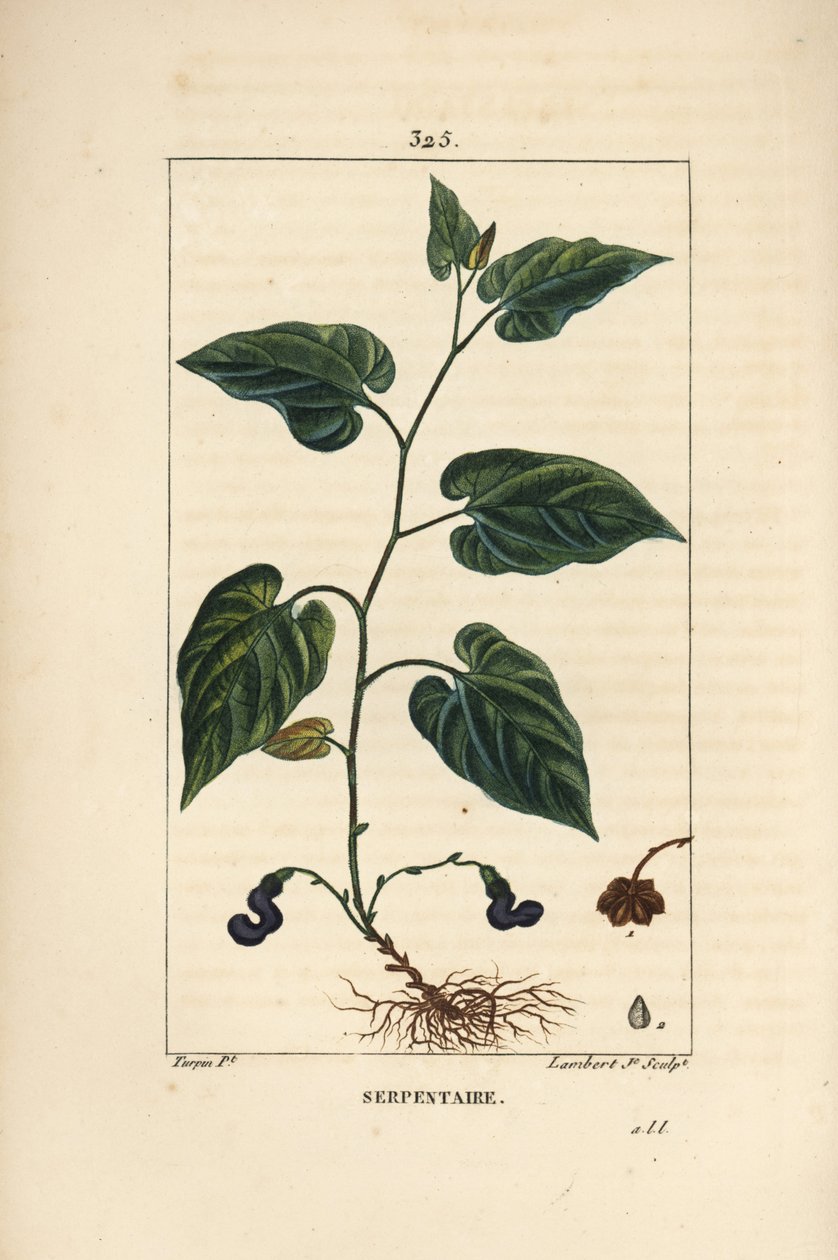 Virginia Snakeroot - Virginisk slangerot, Aristolochia serpentaria, med blomst, blad, stilk, frø og rot. Håndfarget kobberstikk av Lambert Junior fra en tegning av Pierre Jean-Francois Turpin fra Chaumeton, Poiret og Chamberets " av Pierre Jean Francois Turpin