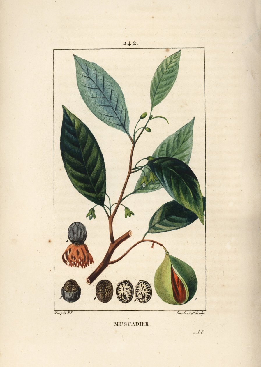 Vomic nøtter - Muskat og muskatblomme, Myristica moschata, blad, frø og frukt. Håndfarget kobberstikk av Lambert Junior fra en tegning av Pierre Jean-Francois Turpin fra Chaumeton, Poiret og Chamberets "" La Flore Medicale,"" Paris, Panckou av Pierre Jean Francois Turpin
