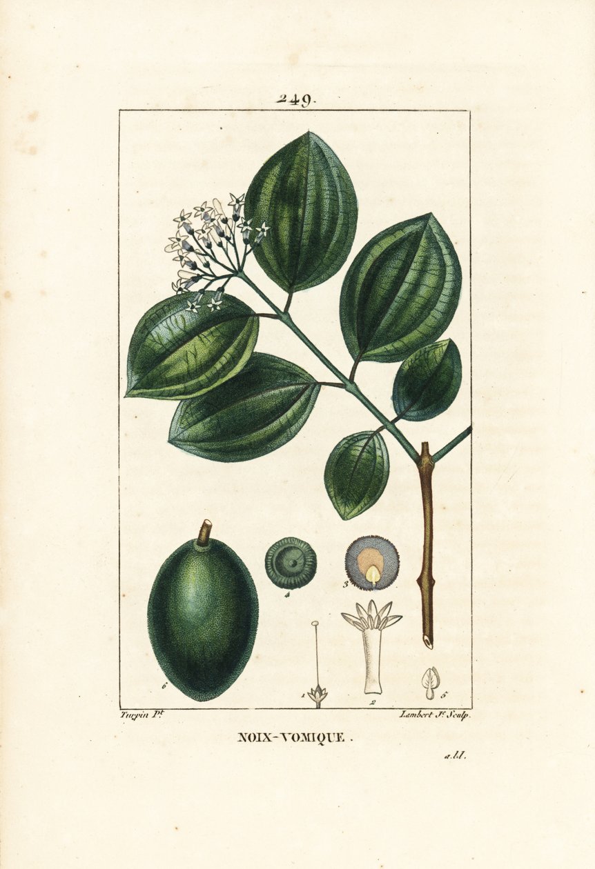 Vomiker - Strychnine-tre eller giftnøtt, Strychnos nux-vomica, med frukt, frø, blad og blomst. Håndkolorert kobberstikk av Lambert Junior fra en tegning av Pierre Jean-Francois Turpin fra Chaumeton, Poiret og Chamberets "" La Flore av Pierre Jean Francois Turpin