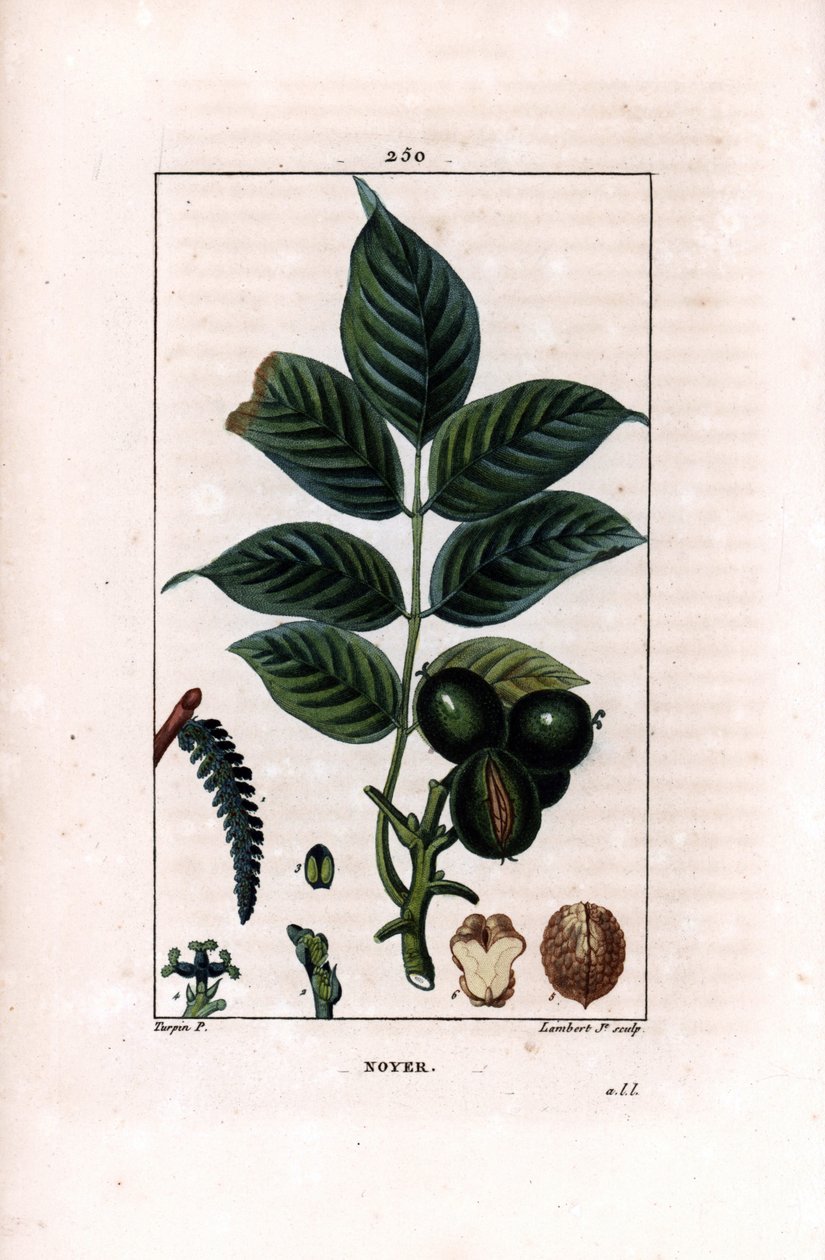 Valnøttgren med nøtter - Valnøtttre, Juglans regia, med grein, blader, moden frukt, nøtt i skall og i snitt. Håndfarget kobberstikk av Lambert Junior etter en tegning av Pierre Jean-Francois Turpin fra Chaumeton, Poiret et Chamber av Pierre Jean Francois Turpin