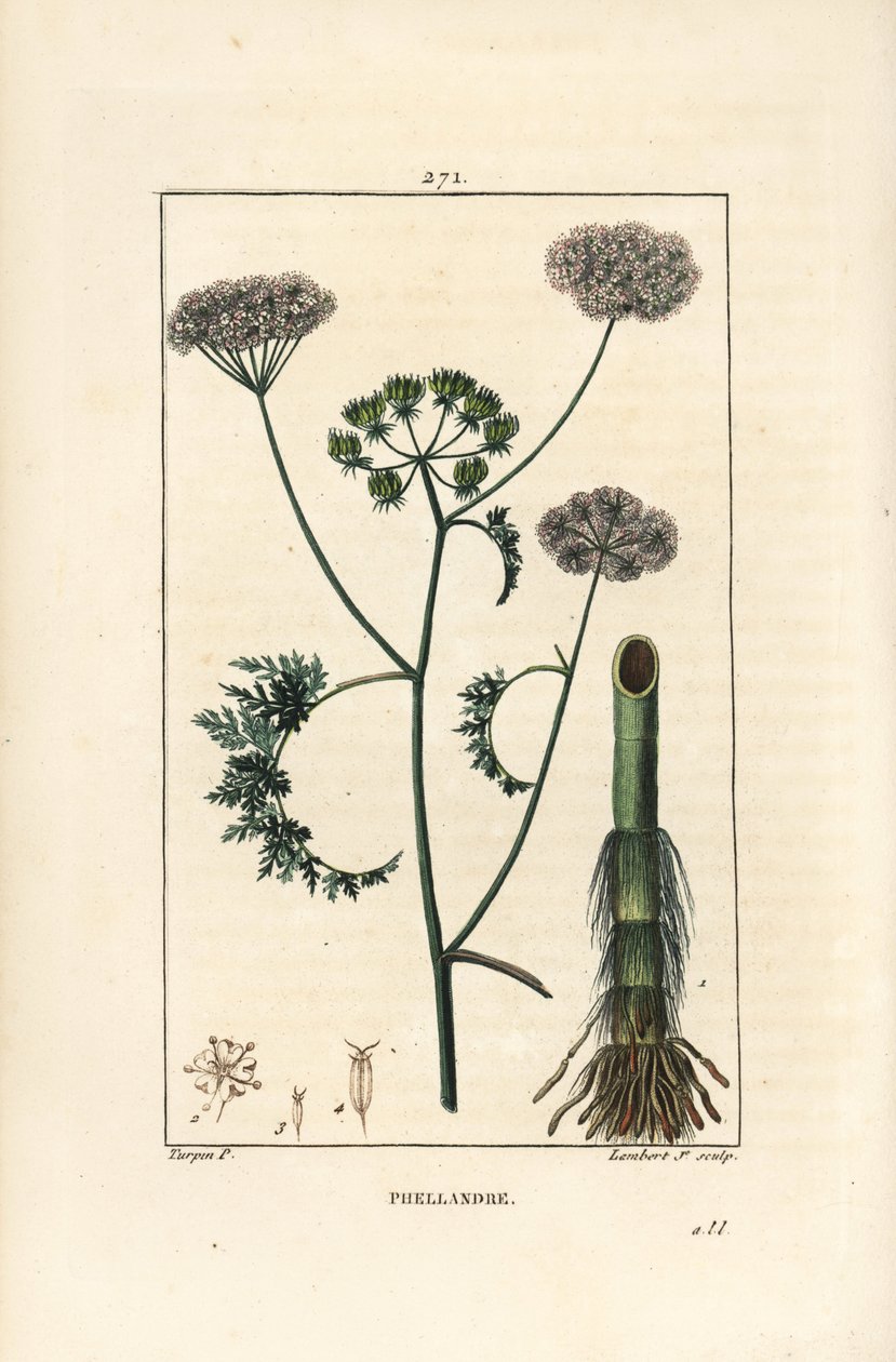 Vanndråpeurt eller vannhemlock, Oenanthe aquatica (Phellandrium aquatica), med blomst, blad, stilk og rot. Håndkolorert kobberstikk av Lambert Junior fra en tegning av Pierre Jean-Francois Turpin fra Chaumeton, Poiret og Chamberet