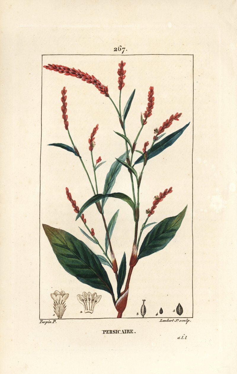 Vannpepper knotwee - Vannpepper, Persicaria hydropiper (Polygonum hydropiper), med blomst, stilk og blad. Håndfarget kobberstikk av Lambert Junior fra en tegning av Pierre Jean-Francois Turpin fra Chaumeton, Poiret og Chamberet