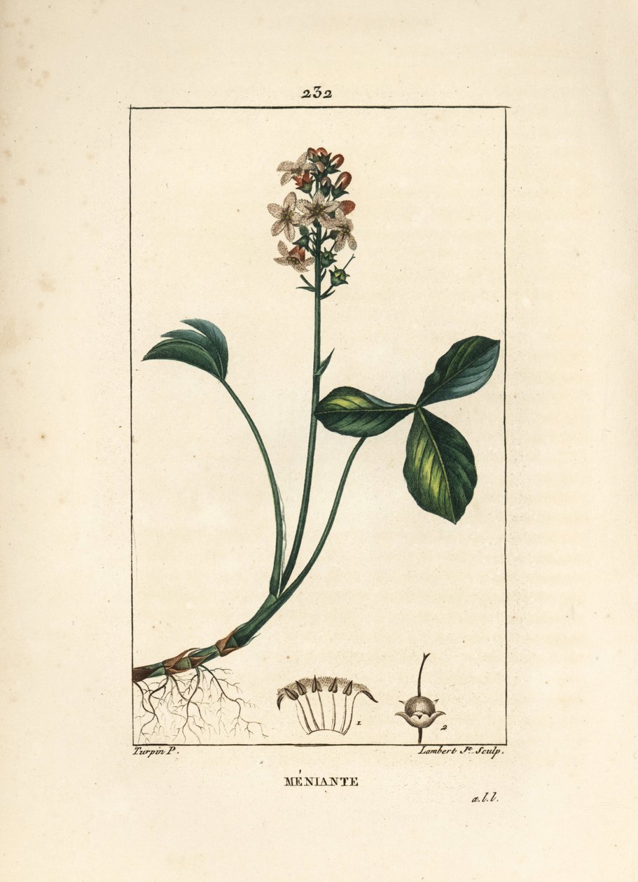 Vann trefoil eller menyanth water trefoil - Mars trefoil, Menyanthes trifoliata. Håndfarget kobberstikk av Lambert Junior fra en tegning av Pierre Jean-Francois Turpin fra Chaumeton, Poiret og Chamberets "" La Flore Medicale,"" Paris, av Pierre Jean Francois Turpin