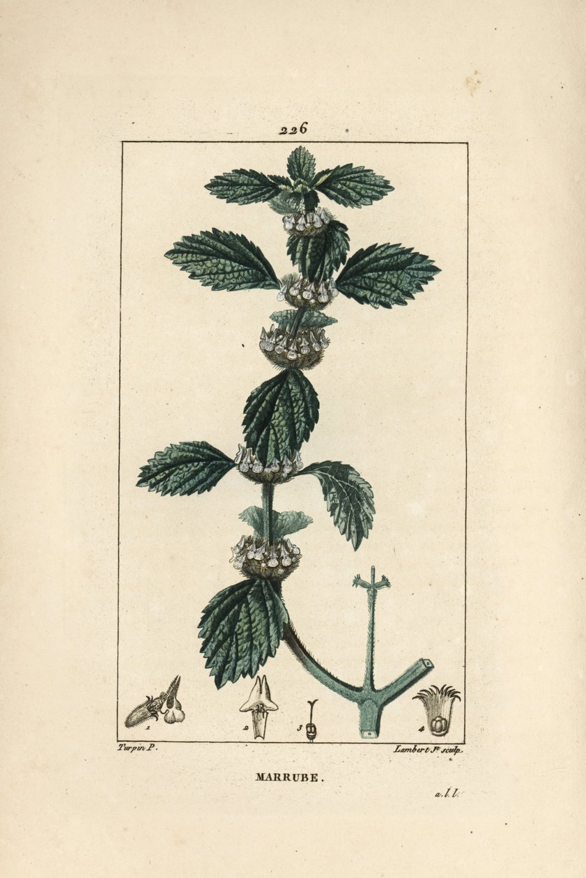 Hvit eller vanlig marrube - Vanlig horehound, Marrubium vulgare. Håndfarget kobberstikk av Lambert Junior fra en tegning av Pierre Jean-Francois Turpin fra Chaumeton, Poiret og Chamberets "" La Flore Medicale,"" Paris, Panckoucke av Pierre Jean Francois Turpin