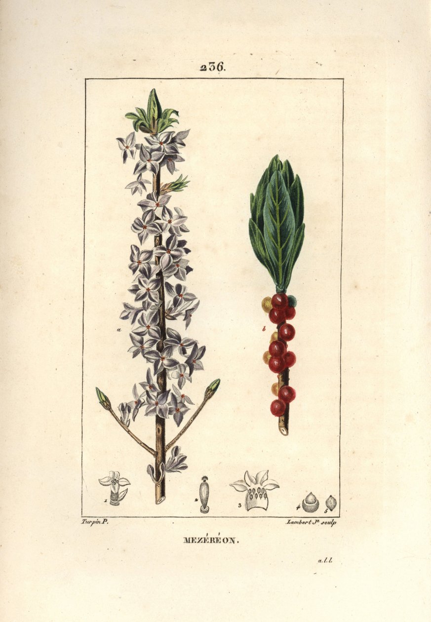 Tre pent, pent, grønt, grønt tre, Daphne fint tre - Mezereon, Daphne mezereum. Håndfarget kobberstikk av Lambert Junior fra en tegning av Pierre Jean-Francois Turpin fra Chaumeton, Poiret og Chamberets "" La Flore Medicale,"" av Pierre Jean Francois Turpin