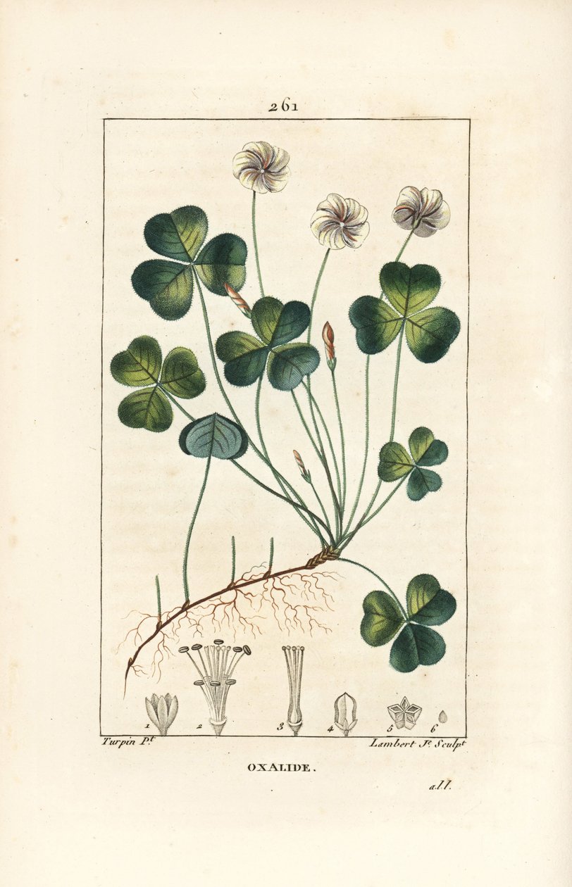 Vedsyre, Oxalide (oxalis) des bois - Vedsyre, Oxalis acetosella, med blomst, blad, stilk, frø og rot. Håndfarget kobberstikk av Lambert Junior etter en tegning av Pierre Jean-Francois Turpin fra Chaumeton, Poiret og Chambere av Pierre Jean Francois Turpin