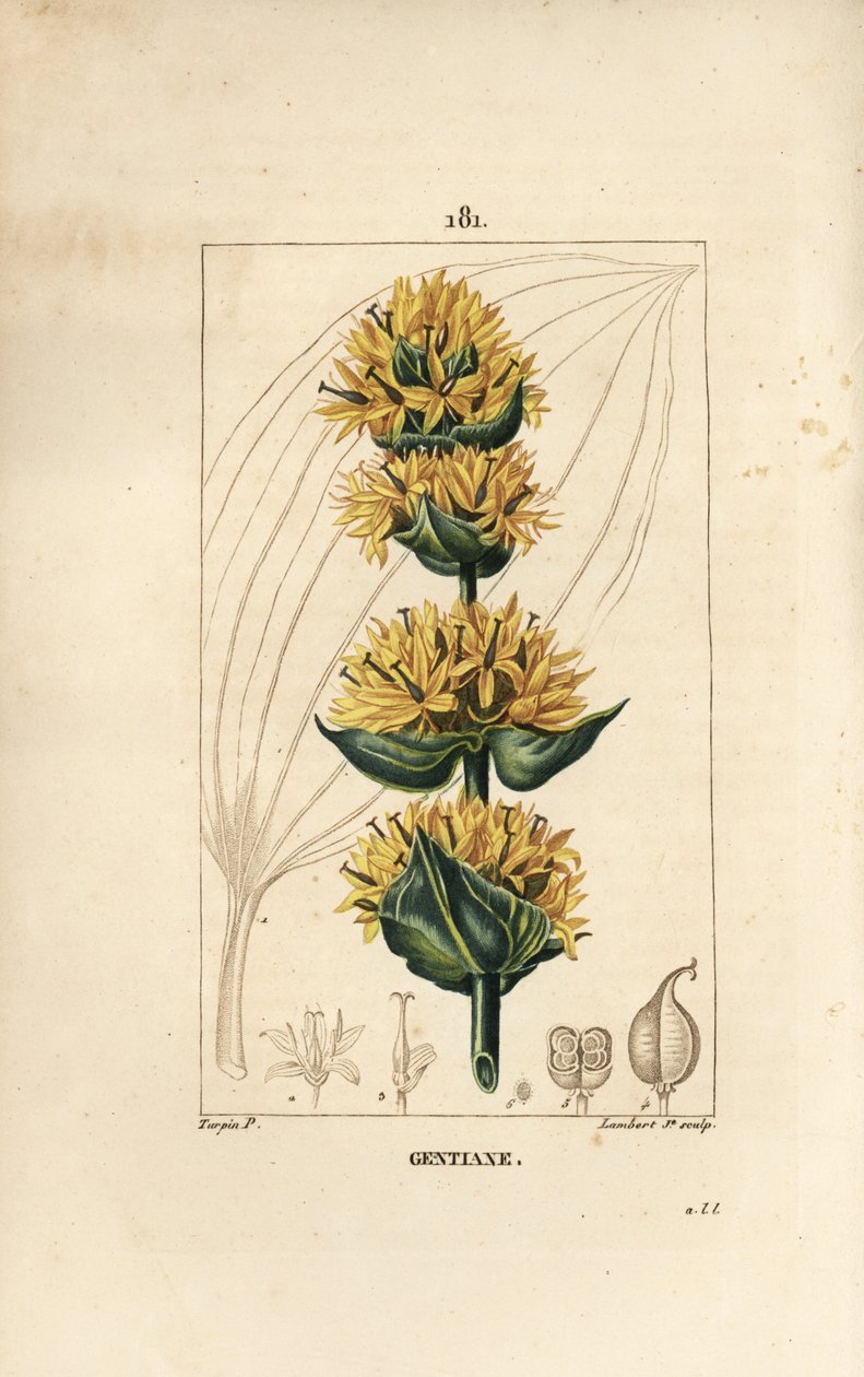 Gul Gentian eller Store Gentian - Gentian, Gentiana lutea. Håndfarget kobberstikk av Lambert Junior fra en tegning av Pierre Jean-Francois Turpin fra Chaumeton, Poiret og Chamberets "" La Flore Medicale,"" Paris, Panckoucke av Pierre Jean Francois Turpin