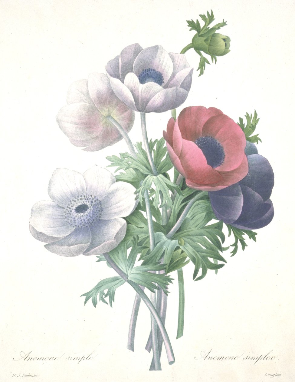 Enkel anemone, Anemone simplex, gravert av François Langlois, fra Valg av de vakreste blomstene og de vakreste fruktene av Pierre Joseph (after) Redoute