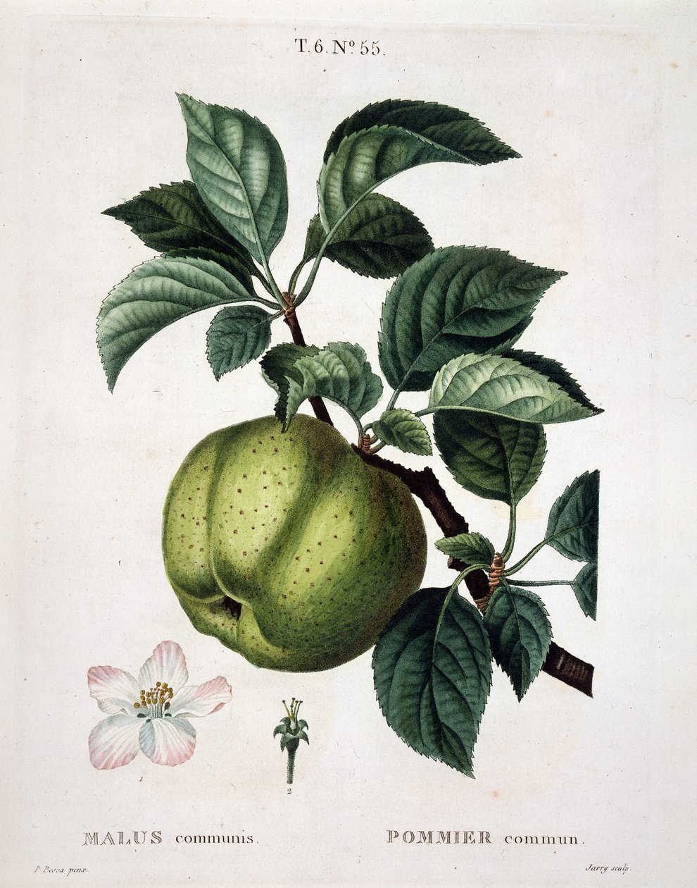 Epletre - i "" New Duhamel du Monceau eller godbiter av trær og busker som man dyrker i Frankrike", figurer etter tegningene til P.J. Redoute og P. Bessa, Paris av Pierre Joseph (after) Redoute