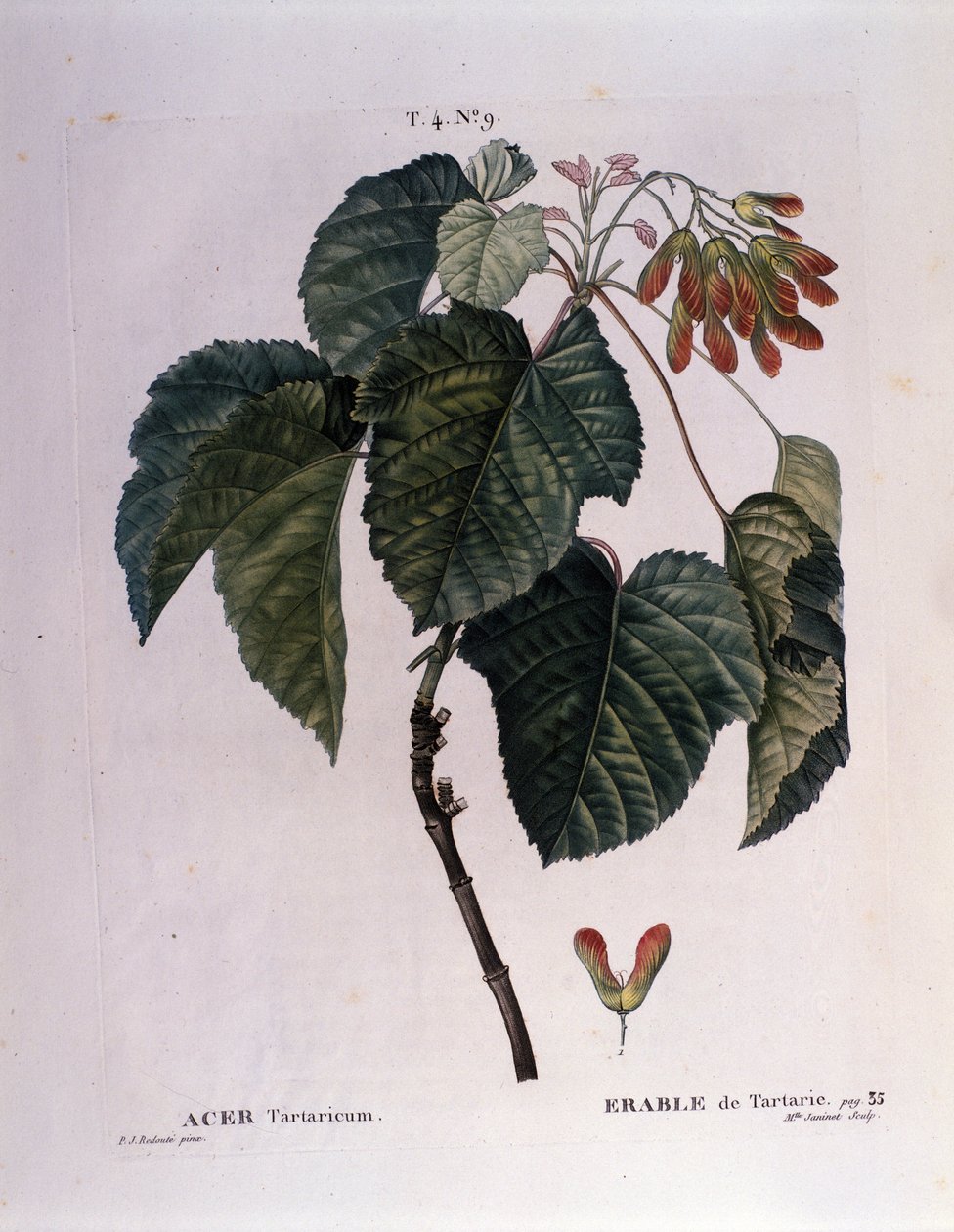 Botanisk: Lønngren. Tallerken hentet fra "" Nouveau Duhamel du Monceau or Treats Treats Treats and Bushs Cultivated in France"" Akvarell av Pierre Joseph Redoute (1759-1840) 1819 av Pierre Joseph (after) Redoute