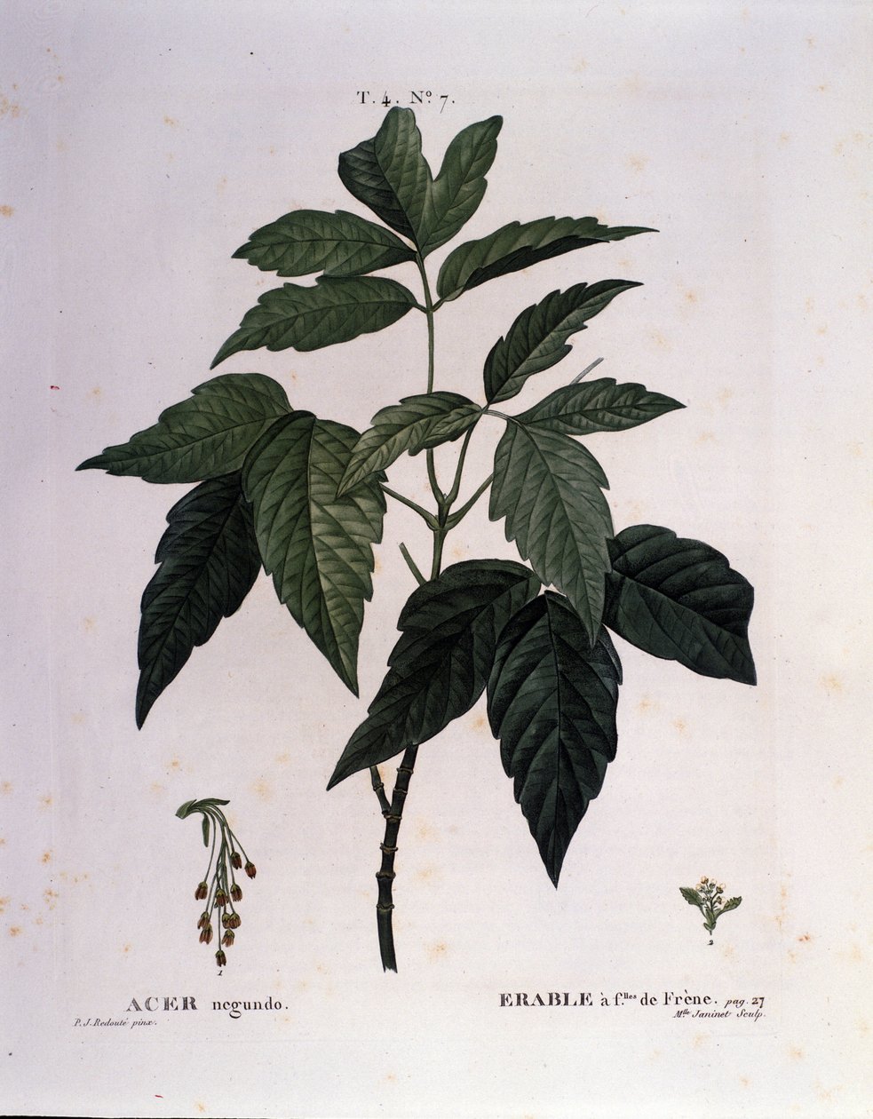 Botanisk: Lønngren. Tallerken hentet fra "" Nouveau Duhamel du Monceau or Treats Treats Treats and Bushs Cultivated in France"" Akvarell av Pierre Joseph Redoute (1759-1840) 1819 av Pierre Joseph (after) Redoute