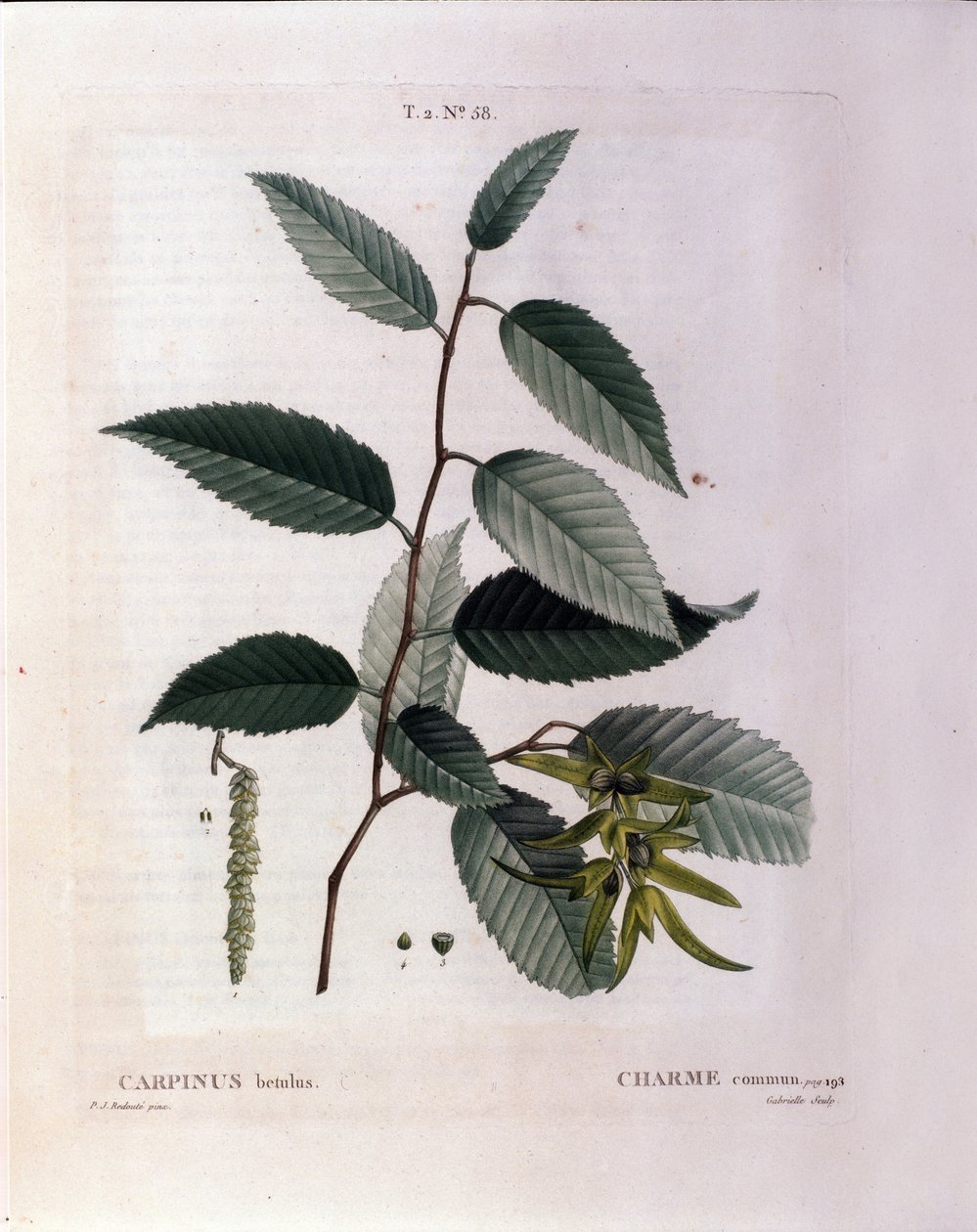 Botanisk: gren av sjarm. Tallerken hentet fra "" Nouveau Duhamel du Monceau or Treats Treats Treats and Bushs Cultivated in France"" Akvarell av Pierre Joseph Redoute (1759-1840) 1819 av Pierre Joseph (after) Redoute