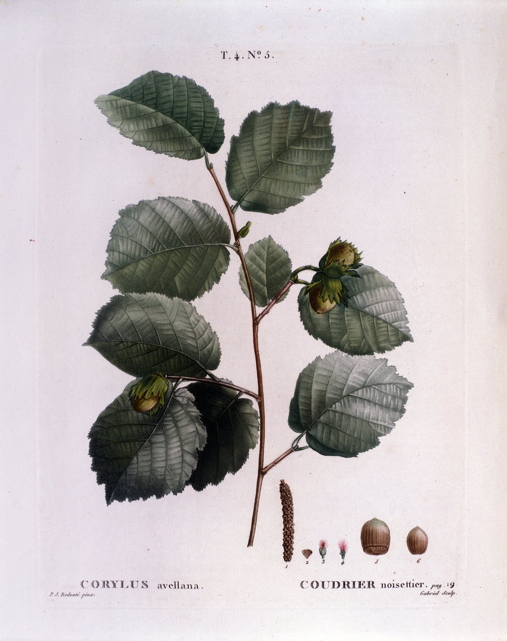 Botanisk: hasselnøttgren. Tallerken hentet fra "" Nouveau Duhamel du Monceau or Treats Treats Treats and Bushs Cultivated in France"" Akvarell av Pierre Joseph Redoute (1759-1840) 1819 av Pierre Joseph (after) Redoute