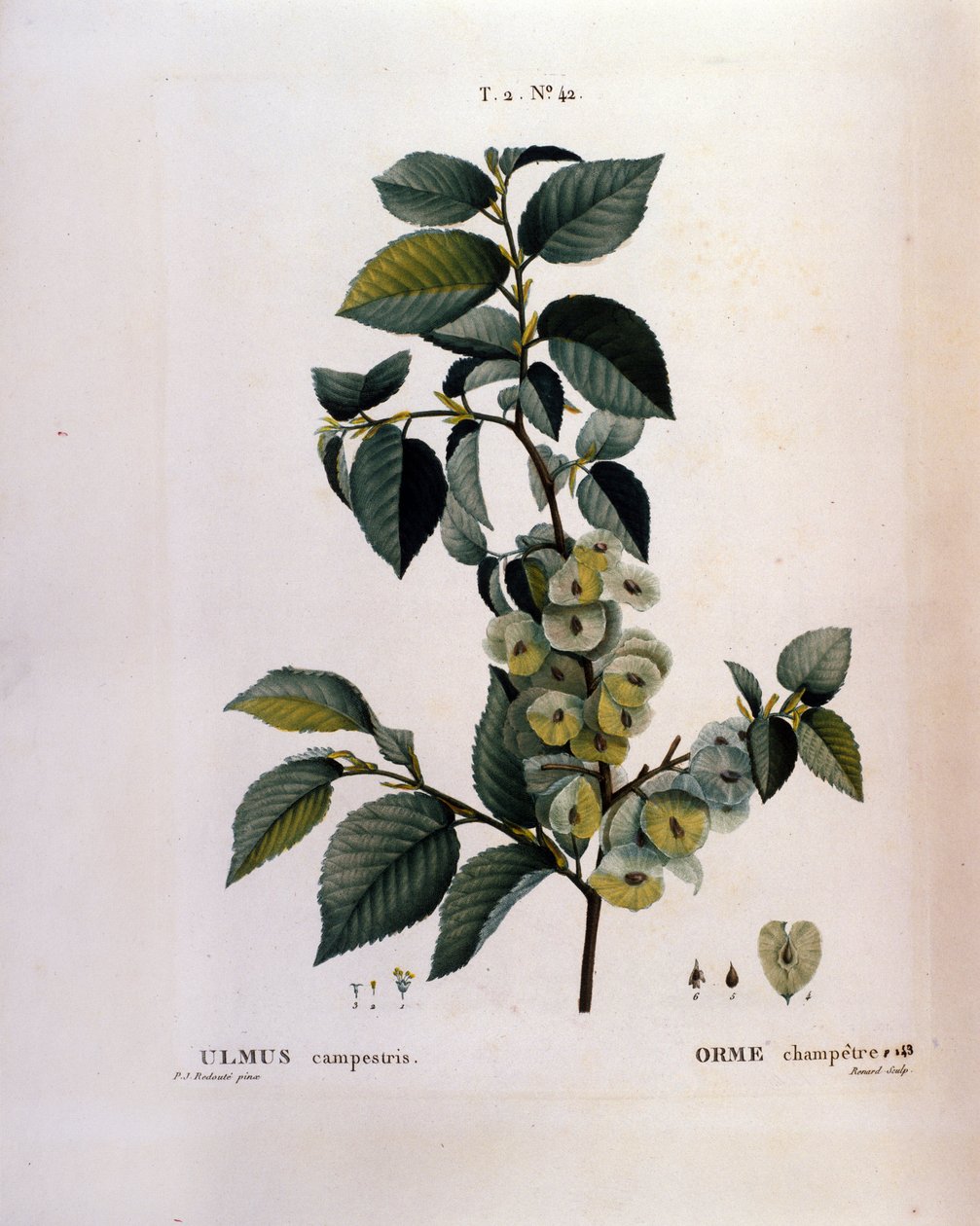 Botanikk: almegren. Tallerken hentet fra "" Nouveau Duhamel du Monceau or Treats Treats Treats and Bushs Cultivated in France"" Akvarell av Pierre Joseph Redoute (1759-1840) 1819 av Pierre Joseph (after) Redoute