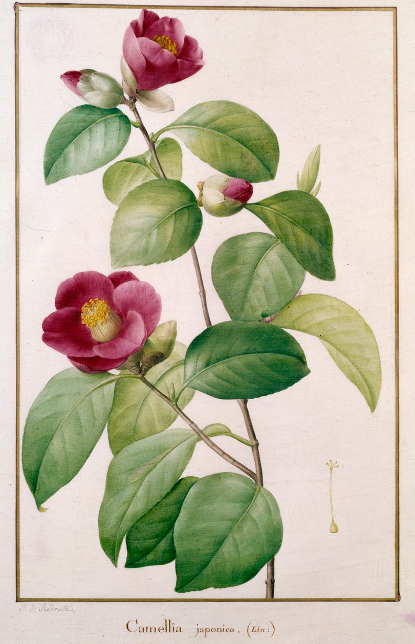 Camellia japonica botanisk plate av Pierre Joseph Redoute (1759-1840) Paris fra 1800-tallet, naturhistorisk museum av Pierre Joseph (after) Redoute