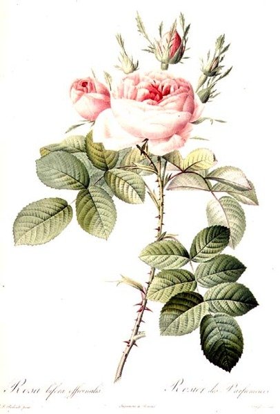 Rosa Bifera Officinalis, gravert av Langlois, utgitt av Remond (farget gravering) av Pierre Joseph (after) Redoute