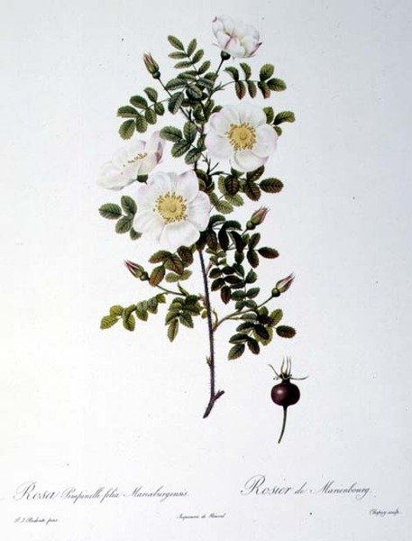 Rosa Pimpinellifolia Mariaeburgensis, gravert av Chapuy, fra 