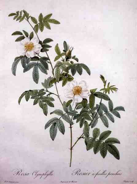 Rosa clynophylla, gravert av Chapuy, fra 