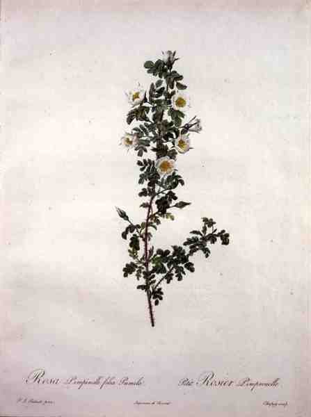 Rosa pimpinelli folia pumila (dverg skotsk rose), gravert av Chapuy, fra 