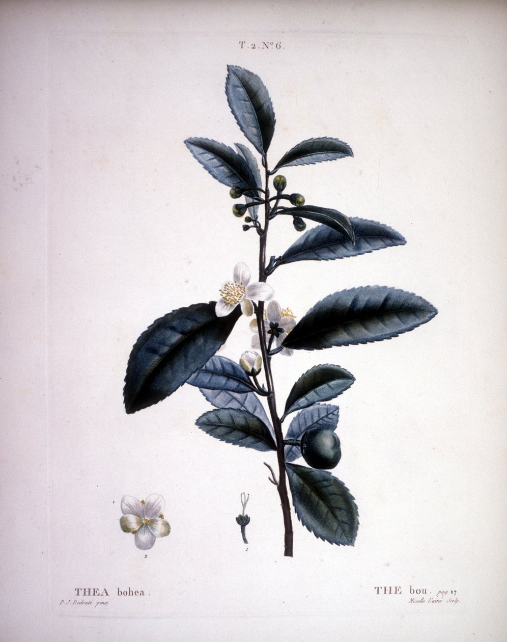 Thea Bohea - The Bou av Redoute. - i "" New Duhamel du Monceau eller avhandling om trær og busker som dyrker i Frankrike", figurer i henhold til tegningene til P.J. Redoute og P. Bessa, Paris av Pierre Joseph (after) Redoute