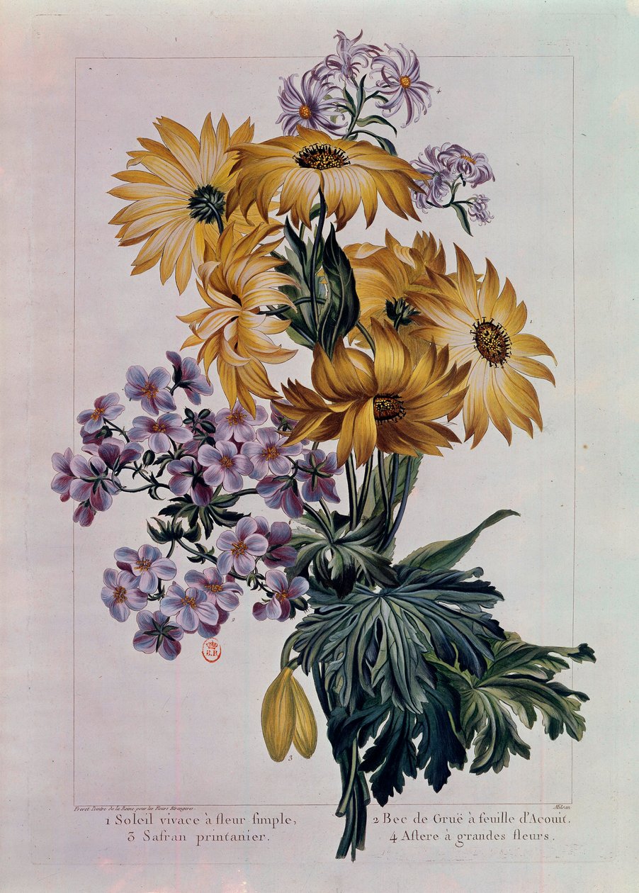 Bukett med soler og andre blomster. Flerårig sol med enkeltblomst, kranenebb med acouitblad og aster med store blomster. Litografi av Pierre Joseph (1731-1807) Paris fra 1700-tallet, B.N. av Pierre Joseph Buchoz