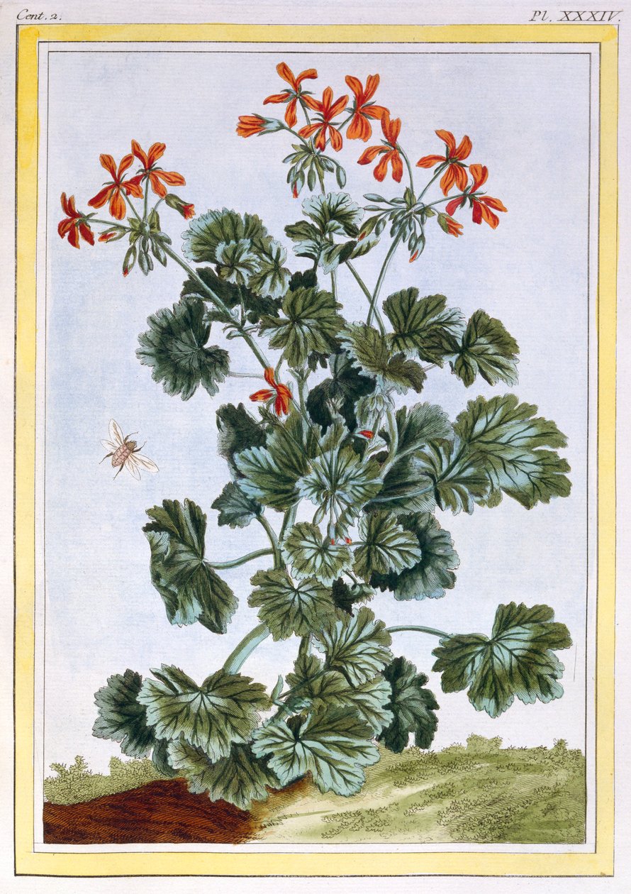 Cranesbill, pub. 1776. av Pierre Joseph Buchoz
