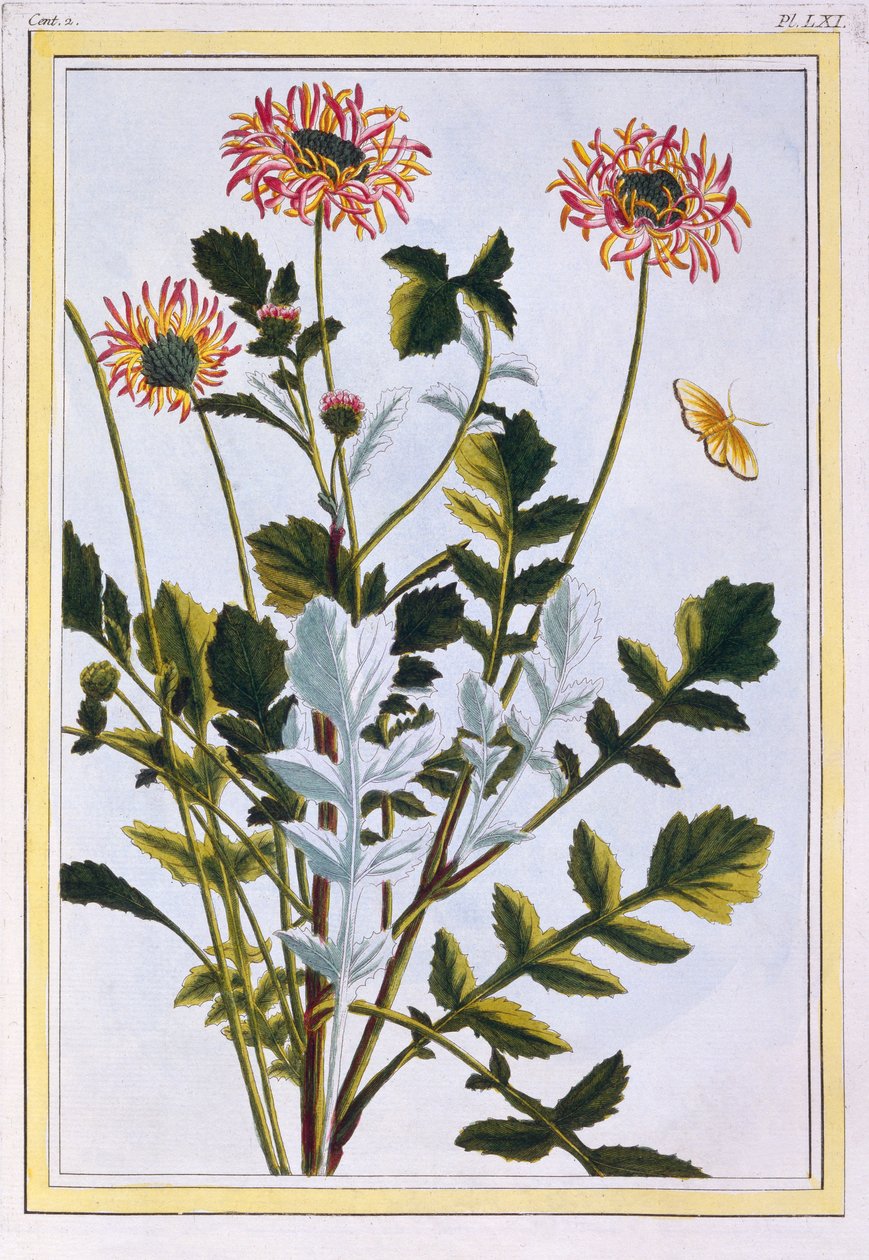 Etiopisk Arcotis (afrikansk lilje), ca. 1766 (håndfarget gravering) av Pierre Joseph Buchoz