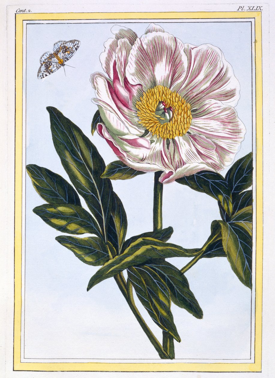 Kjøttfarget vanlig Paeony, pub. 1776. av Pierre Joseph Buchoz