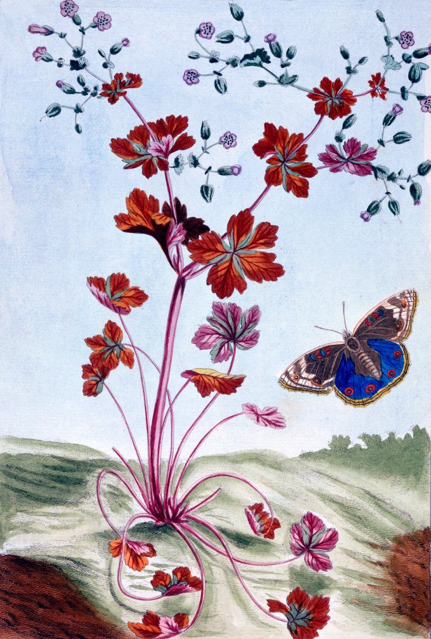 Glossy Cranesbill, pub. 1776. av Pierre Joseph Buchoz