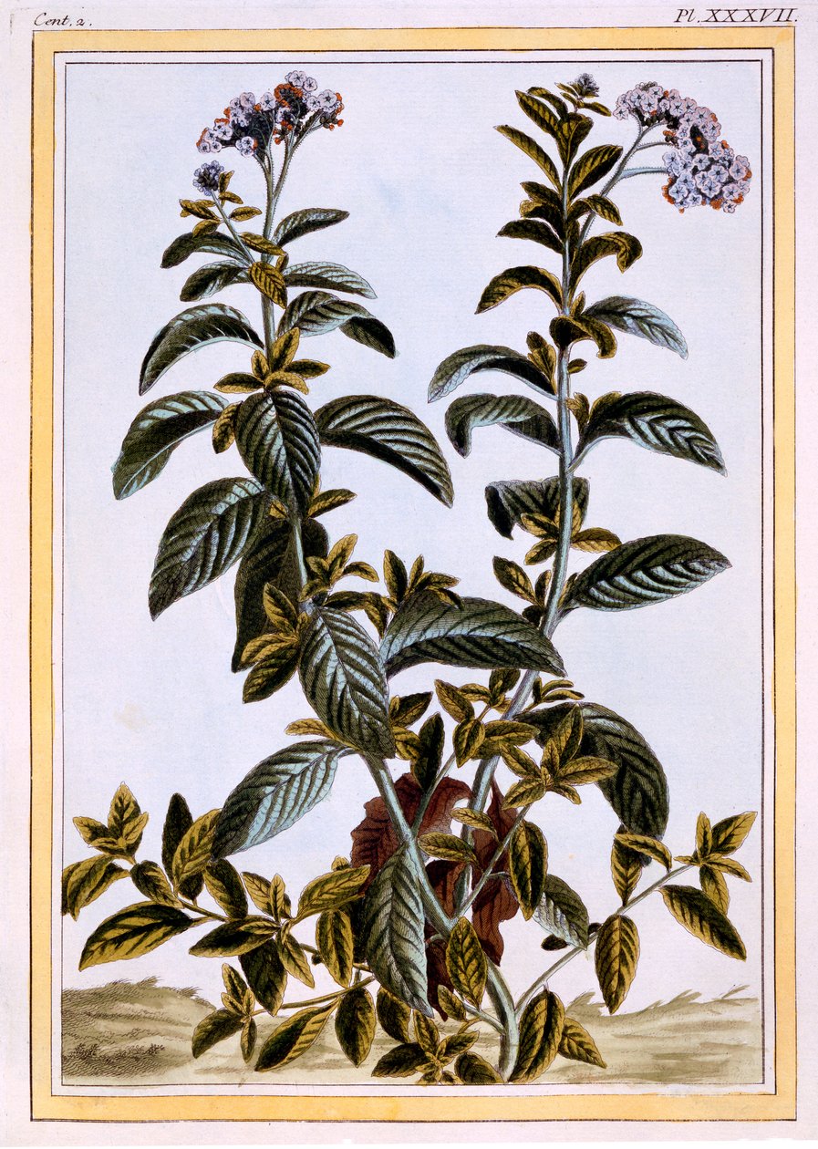 Heliotrope eller kirsebærpai, ca. 1766 (håndfarget gravering) av Pierre Joseph Buchoz