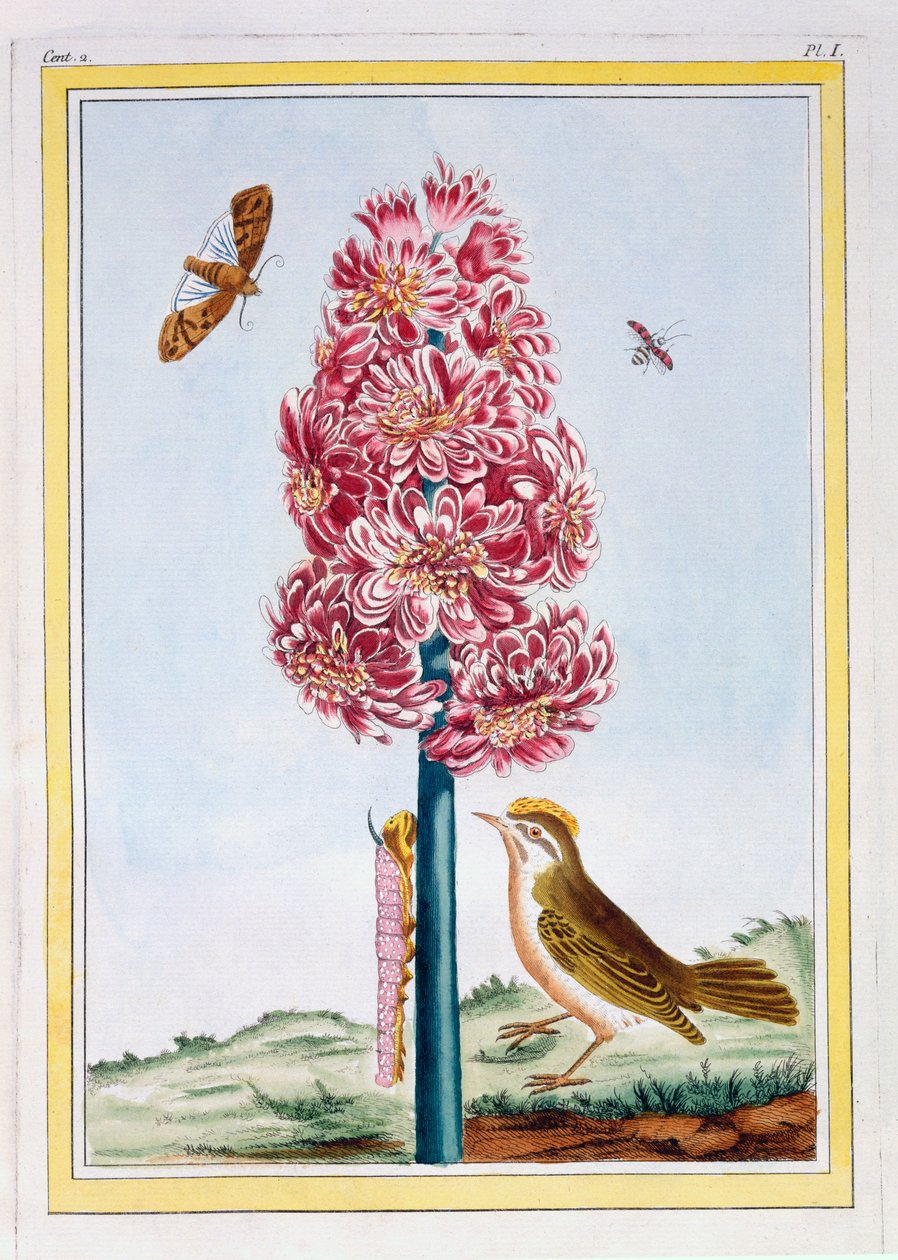 Hyacinth, ca. 1766 (håndfarget gravering) av Pierre Joseph Buchoz