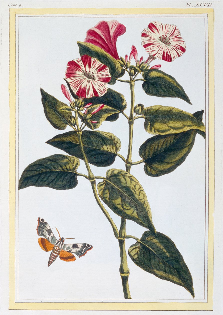 La Belle de Nuit Morning Glory, pub. 1776. av Pierre Joseph Buchoz