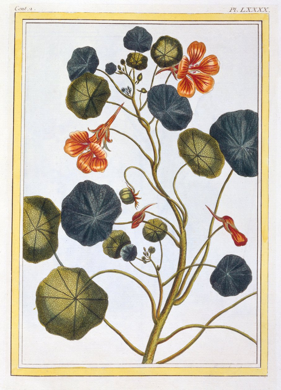 La Capucine Nasturtium, pub. 1776 av Pierre Joseph Buchoz
