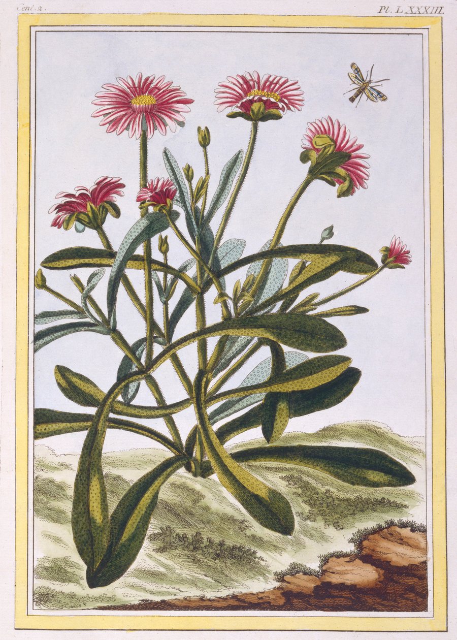 The Ficoid of Africa eller Mesembryanthemum, pub. 1776. av Pierre Joseph Buchoz
