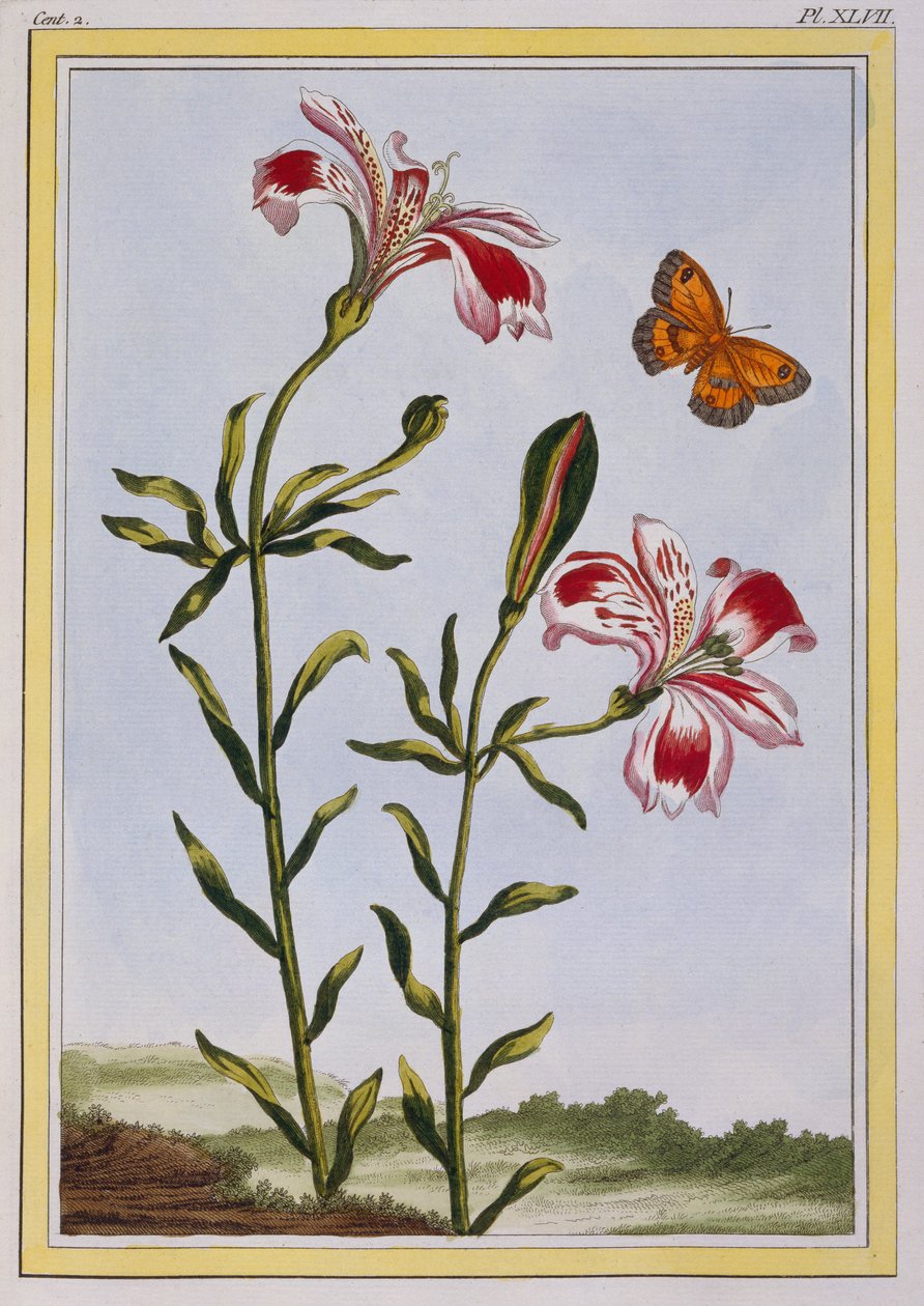 La Fleur Tachete des Incas (peruansk lilje), ca. 1766 (håndfarget gravering) av Pierre Joseph Buchoz