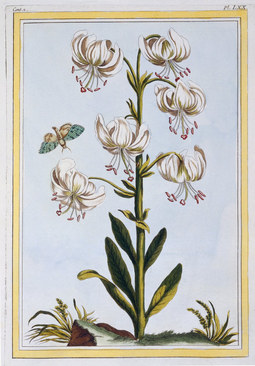 Le Martagan Blanc,  pub. 1776. av Pierre Joseph Buchoz