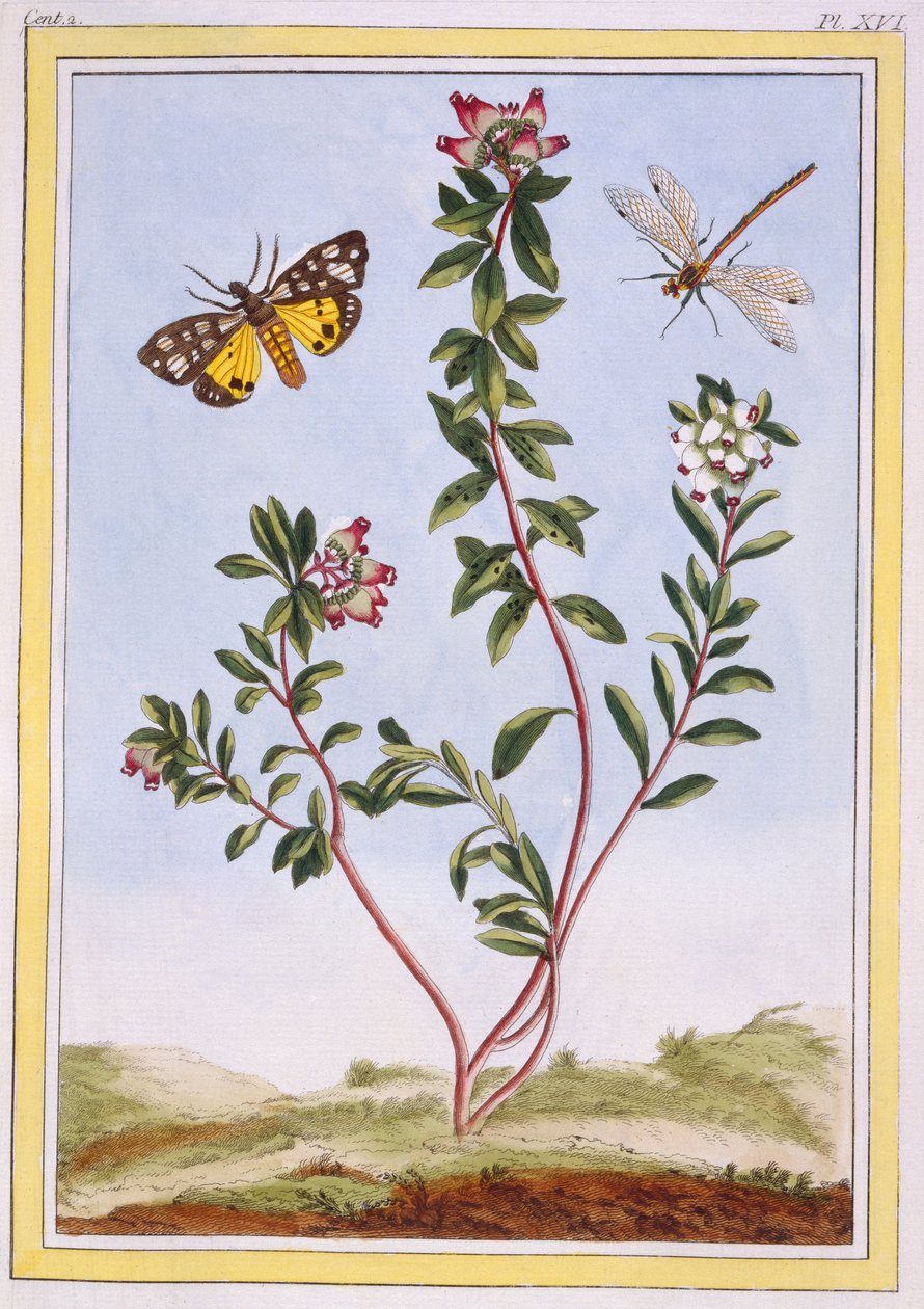 Le Petit Arbutus des Aples Fjelllyng, pub. 1776. av Pierre Joseph Buchoz