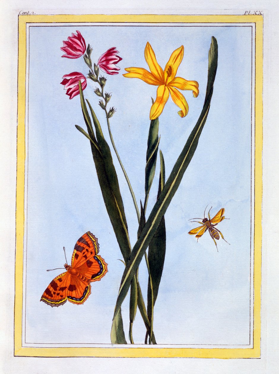 Søramerikansk Ixia, pub. 1776. av Pierre Joseph Buchoz