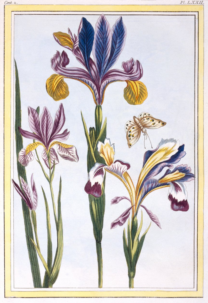Spraglete iris, ca. 1776 (håndfarget gravering) av Pierre Joseph Buchoz