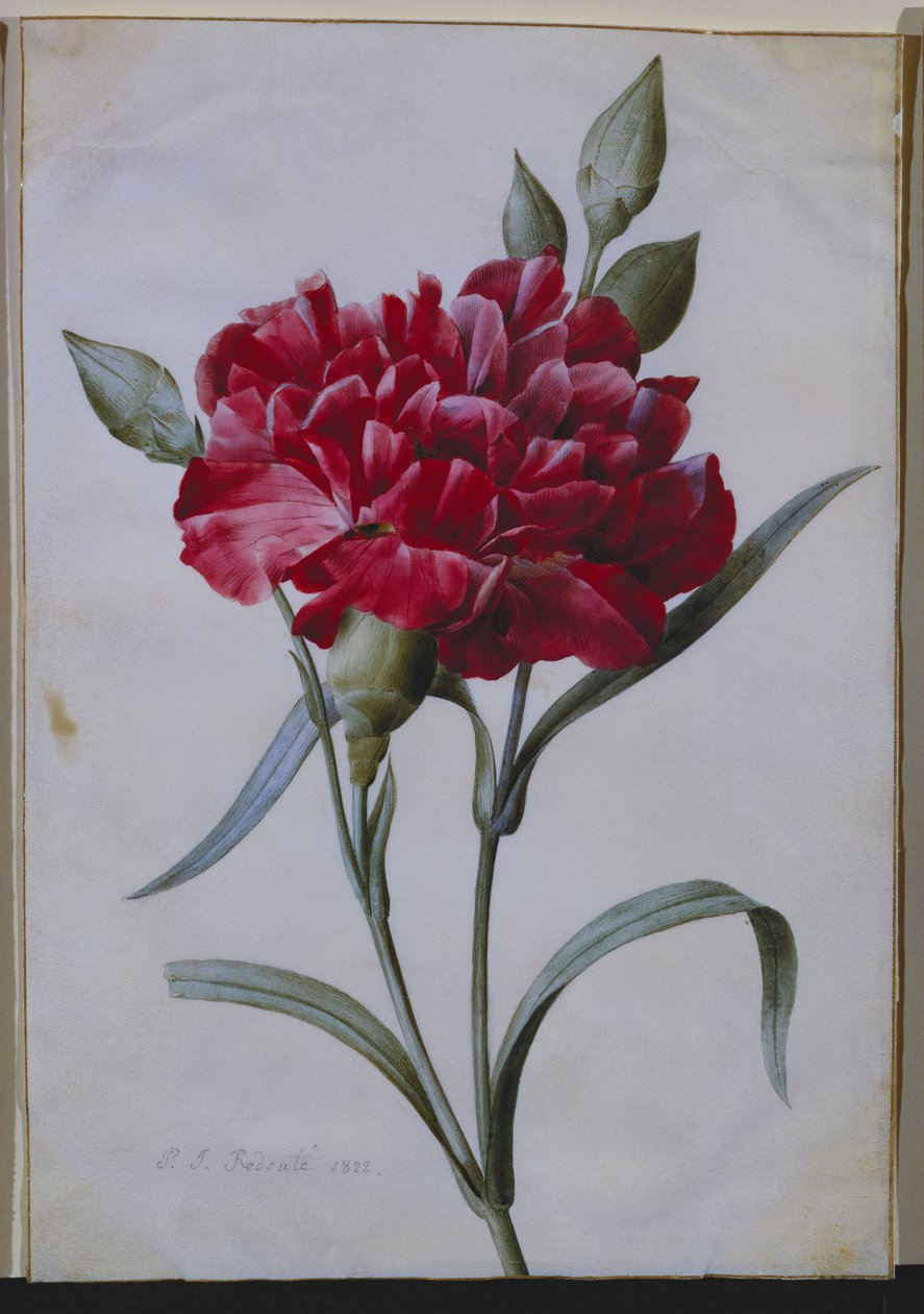 En mørk rød nellike, 1822 av Pierre Joseph Redouté