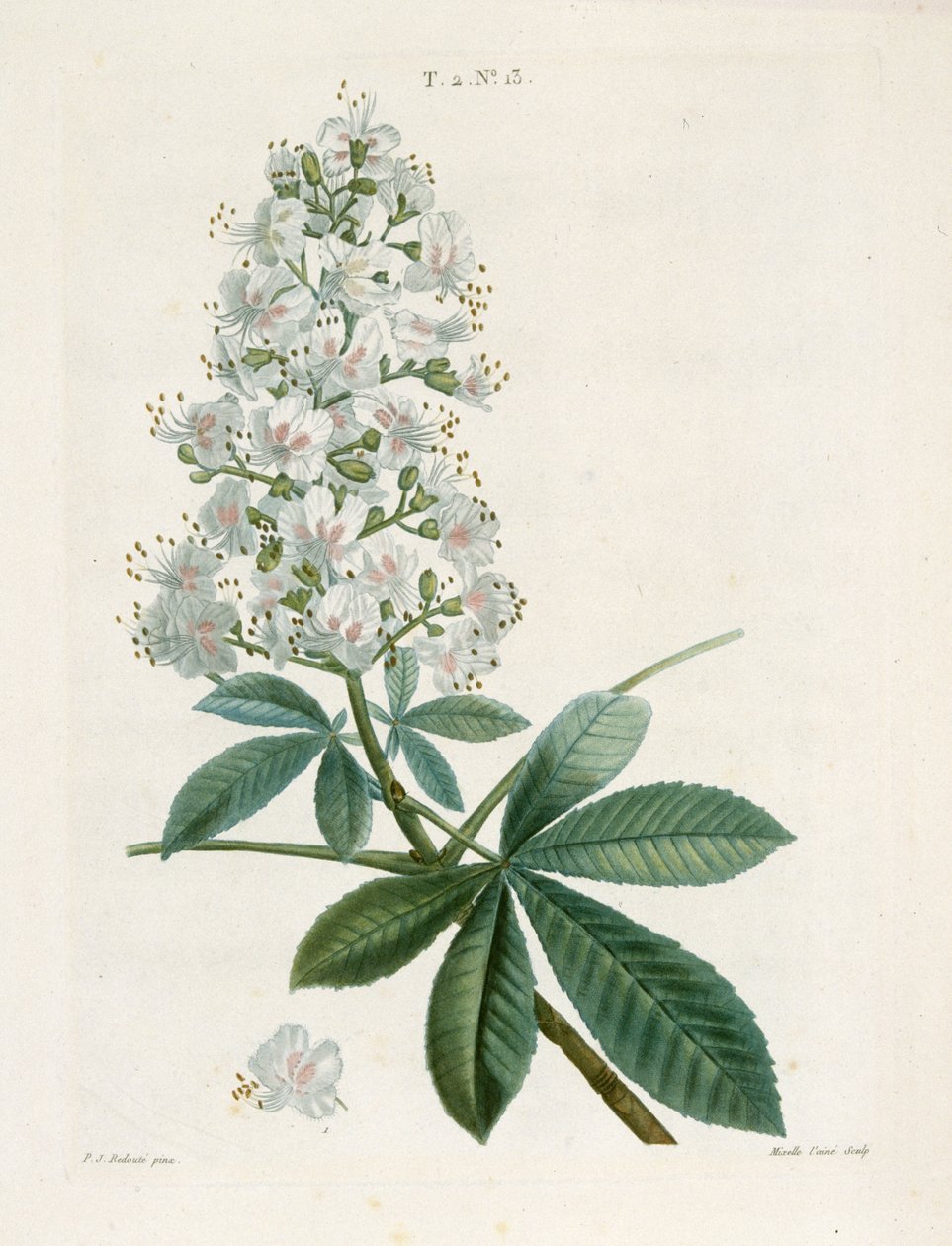 Aesculus Hippocastorum, hestekastanje, c1800-1830. av Pierre Joseph Redouté