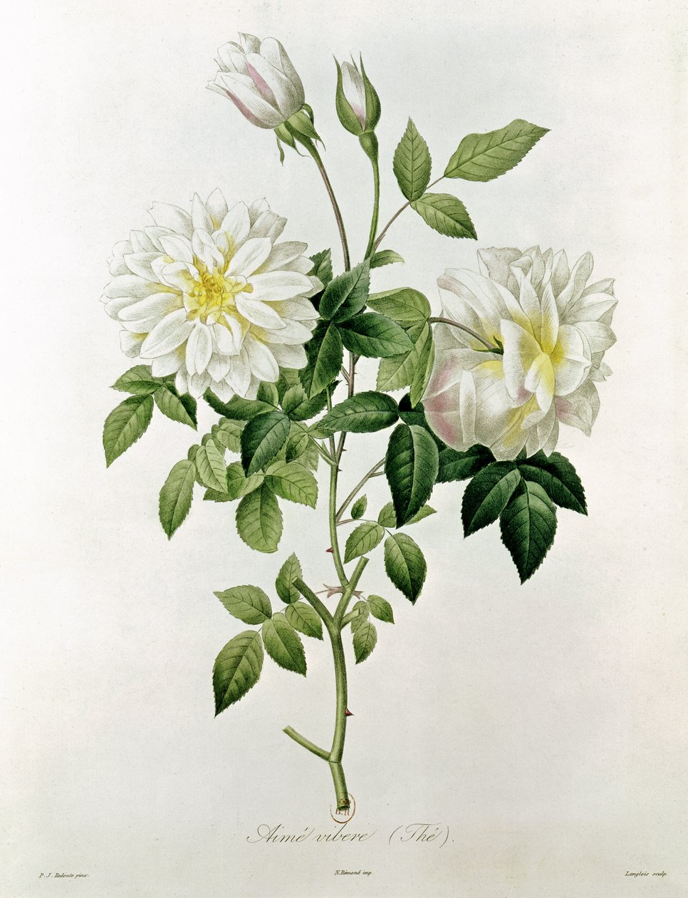 Aime Vibere (Te) gravert av Eustache Hyacinthe Langlois (1777-1837) av Pierre Joseph Redouté