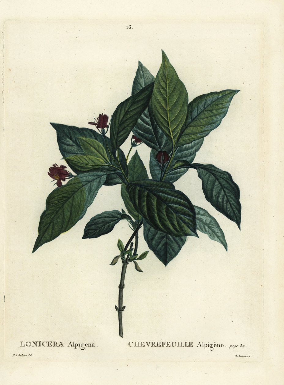 Alpin kaprifol, Lonicera alpigena. Håndfarget prikkegravering av Du Ruisseau etter en illustrasjon av Pierre-Joseph Redoute fra Henri Louis Duhamel du Moncels Treat des Arbres et Shrustes, Paris av Pierre Joseph Redouté
